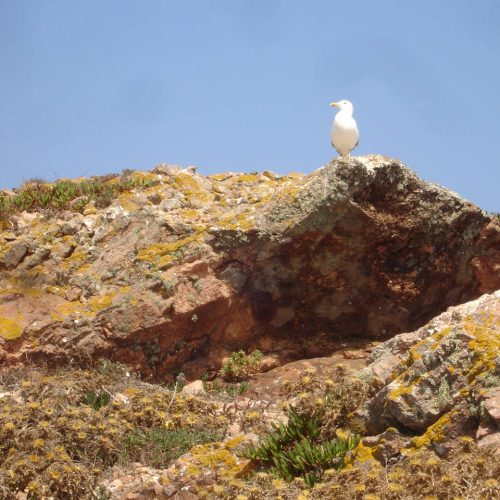 berlengas_1